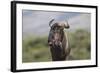 African Wildebeest 01-Bob Langrish-Framed Photographic Print