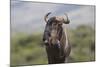 African Wildebeest 01-Bob Langrish-Mounted Photographic Print