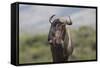 African Wildebeest 01-Bob Langrish-Framed Stretched Canvas