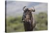 African Wildebeest 01-Bob Langrish-Stretched Canvas