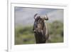 African Wildebeest 01-Bob Langrish-Framed Photographic Print