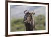 African Wildebeest 01-Bob Langrish-Framed Photographic Print