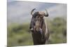 African Wildebeest 01-Bob Langrish-Mounted Photographic Print