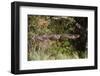 African Wood Owl in Flight-Hal Beral-Framed Photographic Print