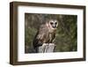 African Wood Owl-Hal Beral-Framed Photographic Print