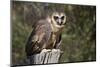 African Wood Owl-Hal Beral-Mounted Photographic Print