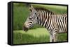 African Zebra Eating Grass-kungverylucky-Framed Stretched Canvas