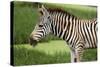 African Zebra Eating Grass-kungverylucky-Stretched Canvas