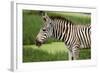 African Zebra Eating Grass-kungverylucky-Framed Photographic Print