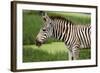African Zebra Eating Grass-kungverylucky-Framed Photographic Print