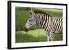 African Zebra Eating Grass-kungverylucky-Framed Photographic Print