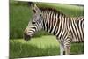 African Zebra Eating Grass-kungverylucky-Mounted Photographic Print