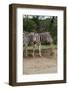 African Zebra Eating Grass-kungverylucky-Framed Photographic Print