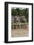 African Zebra Eating Grass-kungverylucky-Framed Photographic Print