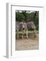 African Zebra Eating Grass-kungverylucky-Framed Photographic Print