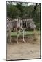 African Zebra Eating Grass-kungverylucky-Mounted Photographic Print