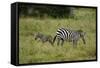 African Zebra with Child-lexan-Framed Stretched Canvas