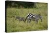 African Zebra with Child-lexan-Stretched Canvas