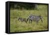 African Zebra with Child-lexan-Framed Stretched Canvas