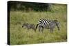 African Zebra with Child-lexan-Stretched Canvas