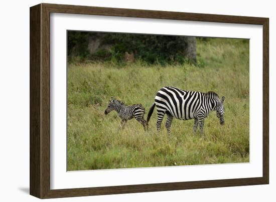 African Zebra with Child-lexan-Framed Photographic Print