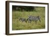 African Zebra with Child-lexan-Framed Photographic Print