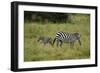 African Zebra with Child-lexan-Framed Photographic Print