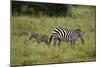 African Zebra with Child-lexan-Mounted Photographic Print