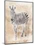 African Zebra-Jace Grey-Mounted Art Print