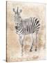 African Zebra-Jace Grey-Stretched Canvas