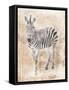 African Zebra-Jace Grey-Framed Stretched Canvas