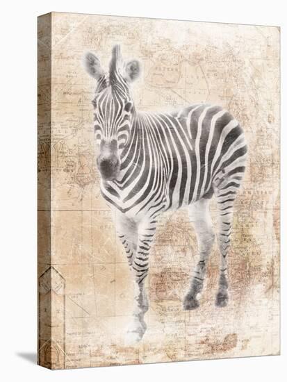 African Zebra-Jace Grey-Stretched Canvas