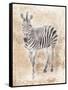 African Zebra-Jace Grey-Framed Stretched Canvas