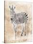 African Zebra-Jace Grey-Stretched Canvas