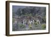 African Zebras 005-Bob Langrish-Framed Photographic Print