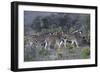 African Zebras 005-Bob Langrish-Framed Photographic Print