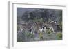 African Zebras 005-Bob Langrish-Framed Photographic Print