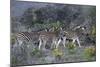 African Zebras 005-Bob Langrish-Mounted Photographic Print