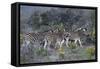 African Zebras 005-Bob Langrish-Framed Stretched Canvas