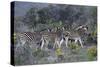 African Zebras 005-Bob Langrish-Stretched Canvas