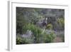 African Zebras 006-Bob Langrish-Framed Photographic Print