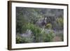 African Zebras 006-Bob Langrish-Framed Photographic Print