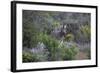 African Zebras 006-Bob Langrish-Framed Photographic Print