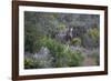 African Zebras 006-Bob Langrish-Framed Photographic Print