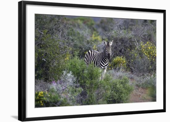 African Zebras 006-Bob Langrish-Framed Photographic Print