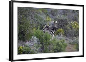 African Zebras 006-Bob Langrish-Framed Photographic Print