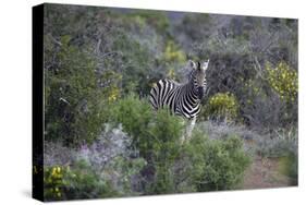 African Zebras 006-Bob Langrish-Stretched Canvas