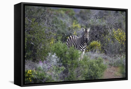 African Zebras 006-Bob Langrish-Framed Stretched Canvas