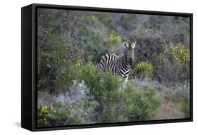 African Zebras 006-Bob Langrish-Framed Stretched Canvas