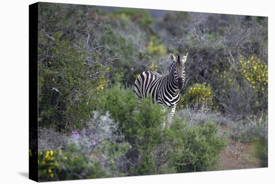 African Zebras 006-Bob Langrish-Stretched Canvas